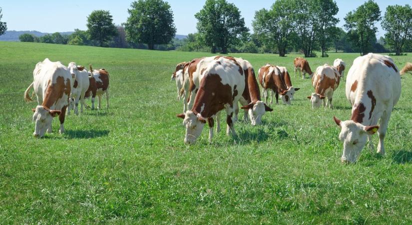 Befektetés a gyep jövőjébe: indul a legelők tavaszi felkészítése