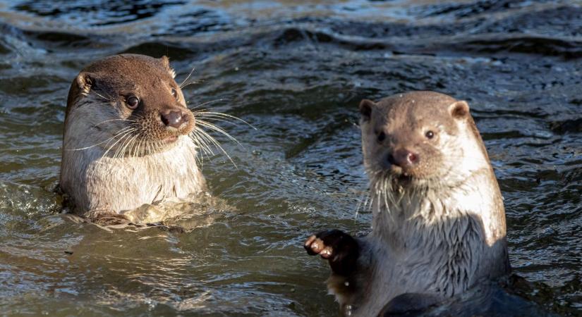 Kutatók: a vidra a Balaton úszóbajnoka, amely a jég alatt is boldogul