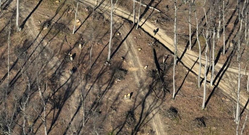 Miért védett erdő fájával fűtjük az erőműveket?