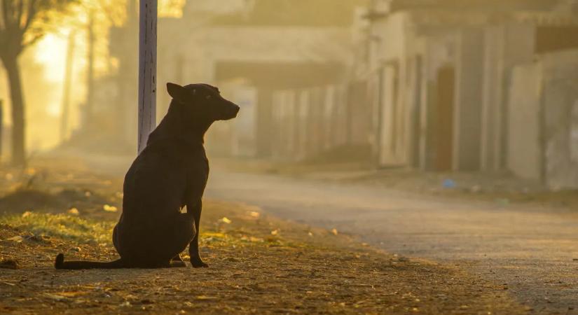 Egy kutya tíz évig őrizte gazdája sírját, most megváltoztatták a törvényt miatta