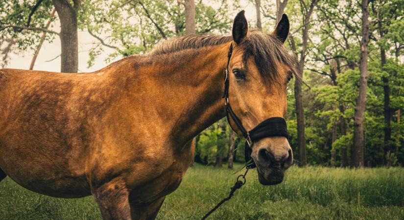 Szórakozásból kínoztak lovat Köbölkúton