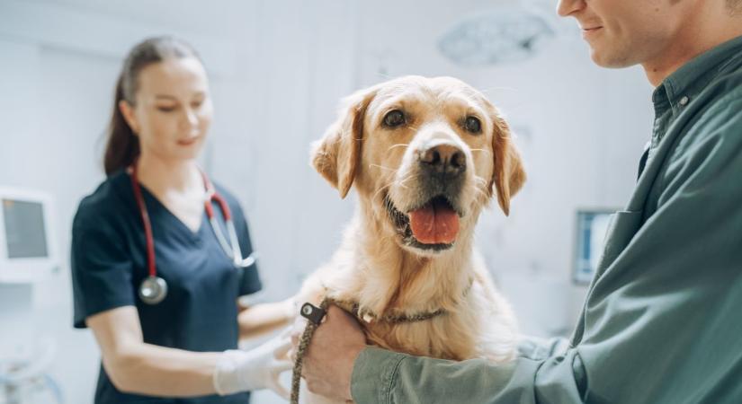 Döntöttek az állatorvosi ügyeletről a kecskeméti közgyűlésen