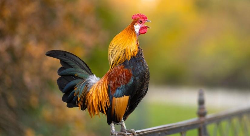 Kakas kínai horoszkóp 2026: új időszámítás kezdődik…