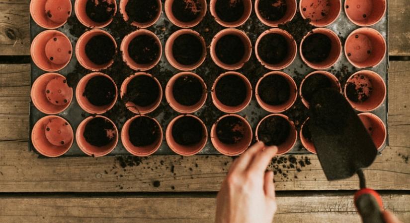 4 növény, amit soha ne ültess agyagcserépbe: elmondjuk, miért!