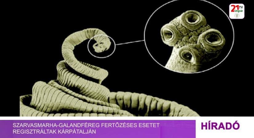 Szarvasmarha-galandféreg fertőzéses esetet regisztráltak Kárpátalján (videó)