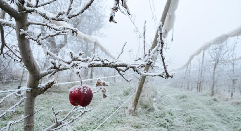 Fagykár, aszály és károkozó rovarok: könnyítés jöhet a gazdáknak
