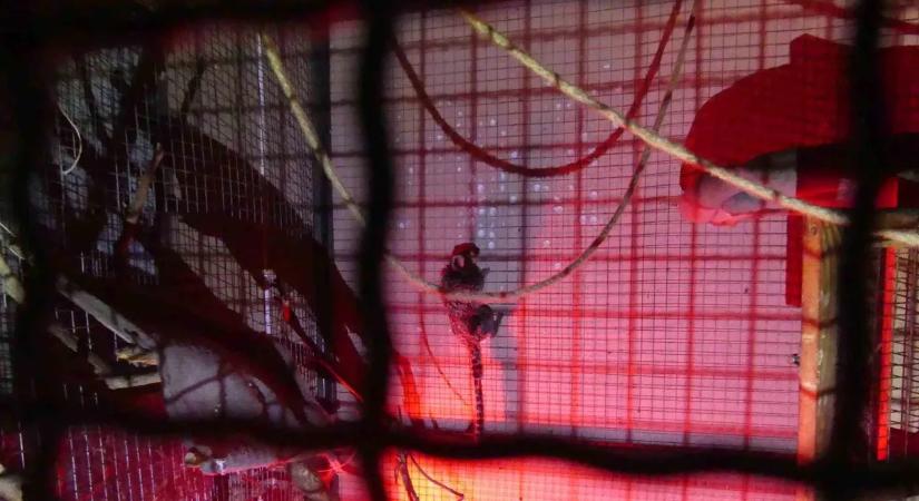 Friss képeken a keszthelyi titkos állatkert cuki, ám veszélyes lakói