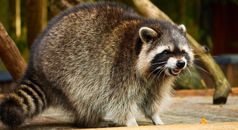 Harap, felfalja a kukoricát, kukákat borít fel, fertőzést terjeszthet: szerethető vagy veszélyes a mosómedve?