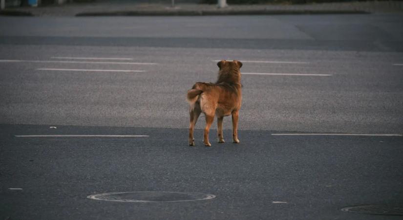 Maga a csoda: egy kutya mutatta meg, hol van az eltűnt 3 éves