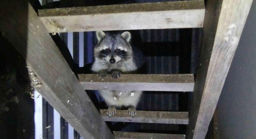 Ormányos medvét és szurikátát is találtak a rendőrök egy illegális állatkertben Keszthelyen