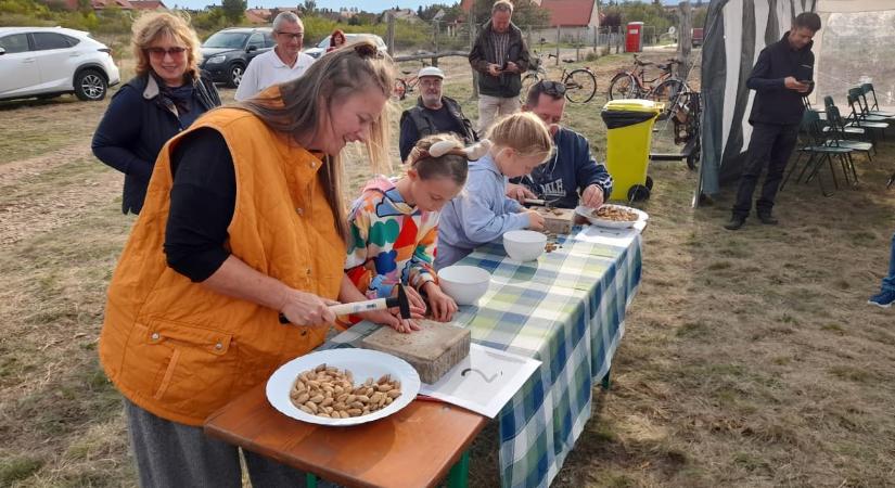 Mandulaszüret 2026 Balatonakali