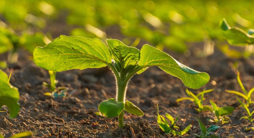 Napraforgó: tavaly kevés volt, most sok lehet?