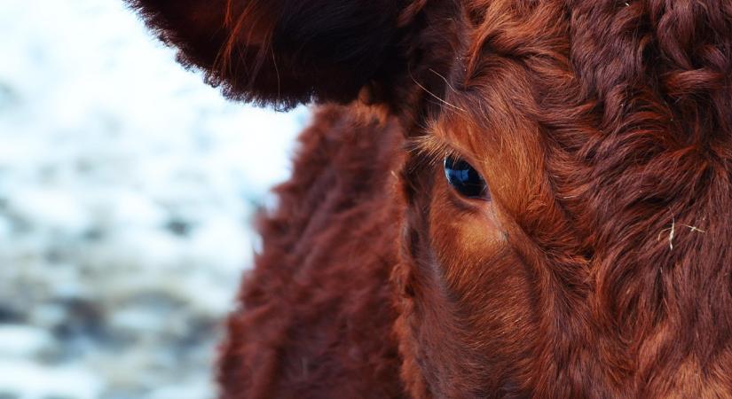 Magyarország hivatalosan is brucellózismentes