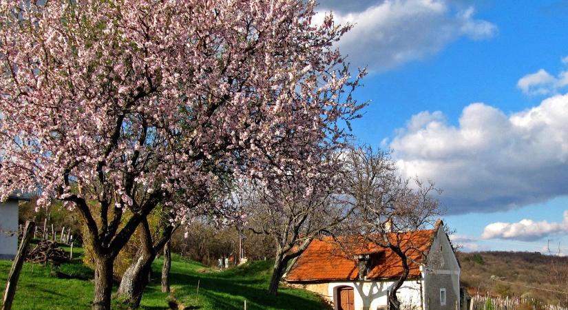 Akali Bor Napja Mandulavirágzáskor 2026 Balatonakali