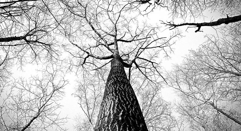 Új pályázat a versenyképes erdőgazdálkodásért