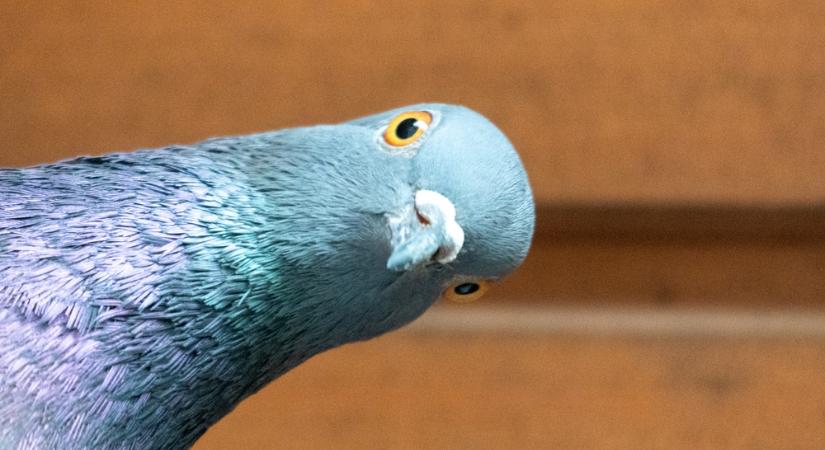 Kémgalambok az égen: orosz chip irányítja a madarakat