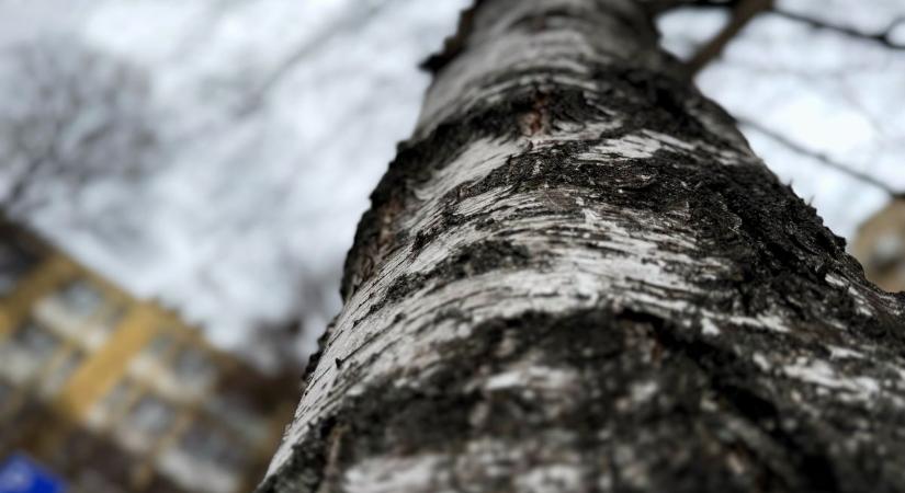 Indul a nyírfa csapolás szezonja - íme a természet titkos elixírje, számos gyógyhatással!
