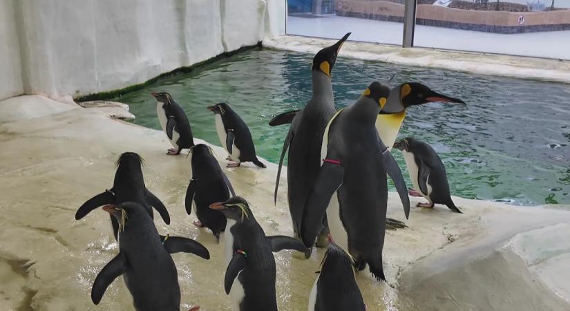 Hordókban érkeztek a királypingvinek a Nyíregyházi Állatparkba