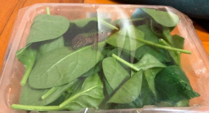 Salátában bújt el az olasz „migráns”