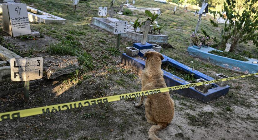 São Paulóban engedélyezték, hogy a kutyákat és macskákat a gazdáik mellé temessék