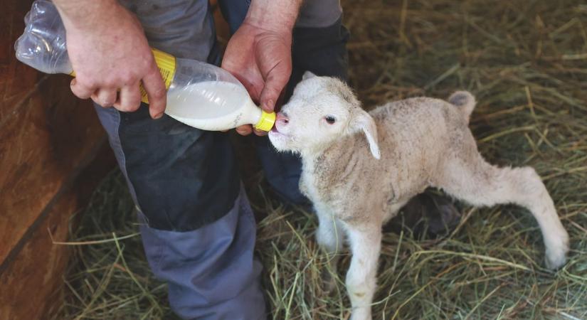 Ritka csoda egy vármegyei tanyán: három utódot ellett egy birka