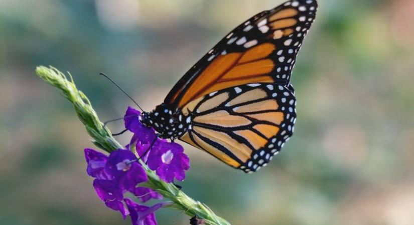 Te megtalálod a pillangót a képen? Csak keveseknek sikerül