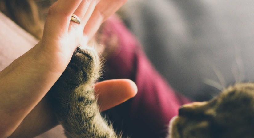 Új választható tantárgyat vezetnek be – Azt is tanítanák: ne fotózkodj a medvével!