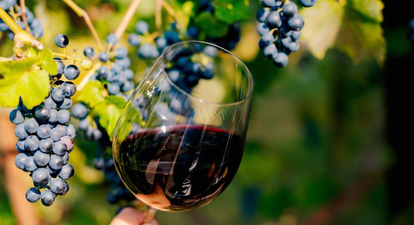 Figyelmeztetik a borászokat: új szabályok lépnek életbe az EU-ban