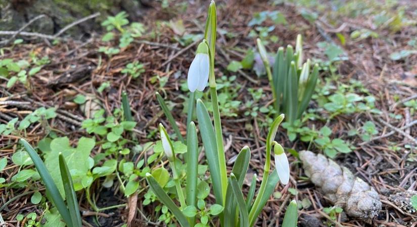 Egy ártatlan virág, amiért százezreket fizethetsz