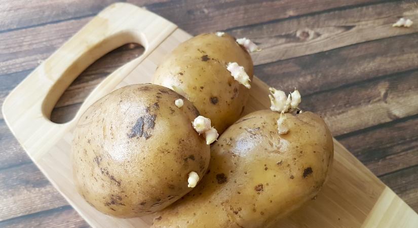 Meg lehet enni a kicsírázott krumplit?