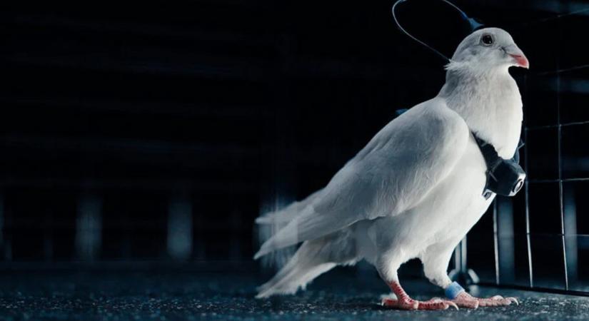 Még csak február van, de már galambokat hekkelnek az oroszok