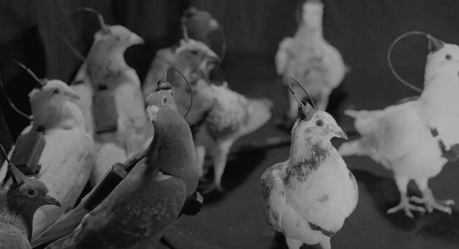 Szólj a konteós haverjaidnak, mert most már tényleg drónok a madarak!