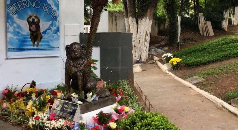 Bob kutya évekig nem tágított a gazdája sírja mellől, hűsége új törvényt inspirált Brazíliában