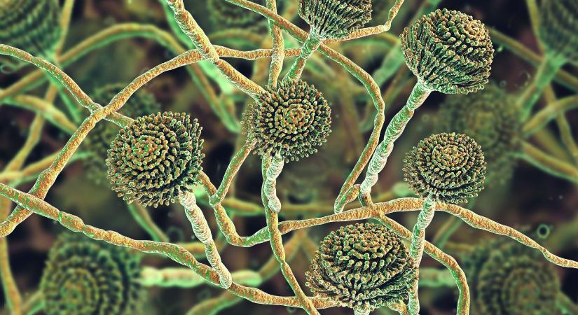 Légúti gombainfekciók