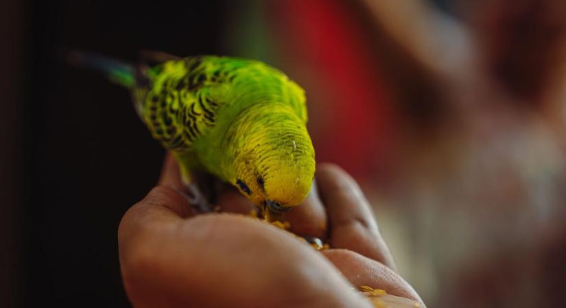 33 éves lett a világ legidősebb hullámos papagája