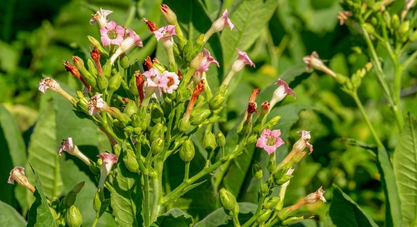 Hatékony lehet a tiszta nikotin idegrendszeri betegségek kezelésében