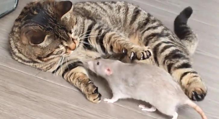 Meglepő barátság szövődött egy patkány és egy macska között