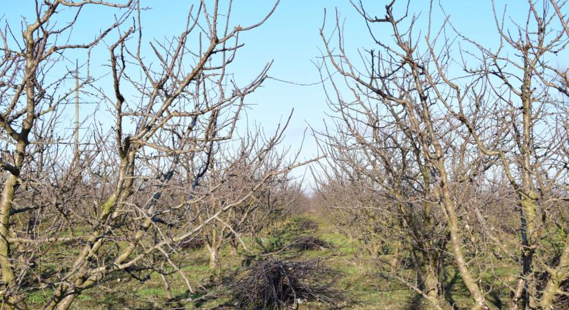 Sok ültetvény eltűnt az országból: búcsúzhatunk több magyar gyümölcstől is?