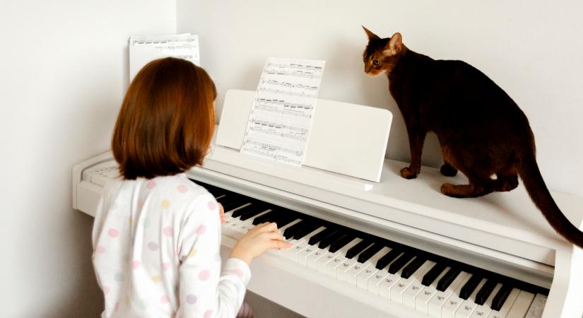 Meglepő, milyen hatással van erre a macskára a zongorajáték (videó)