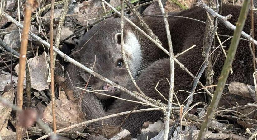 Tragikus véget ért a vidra mentés