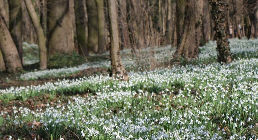 Hétvégén már látható a megye legszebb hóvirág mezeje