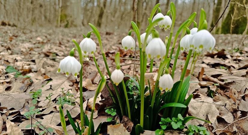Berobbant a természet Zalában! Ritkán tapasztalni ilyet február első felében