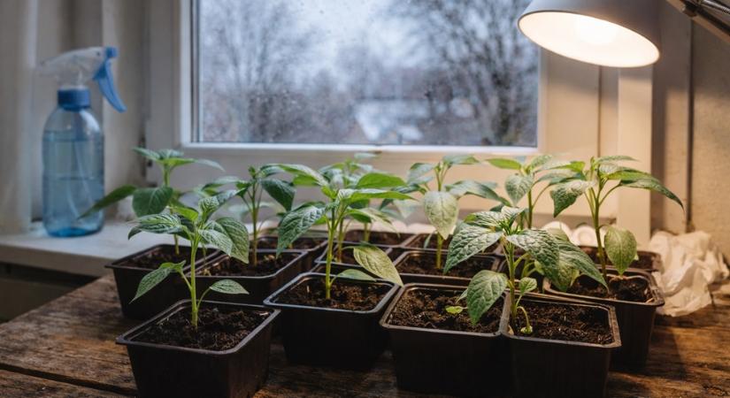 Fényhiány télen: mikor kell valóban pótvilágítás a paprikapalántáknak?