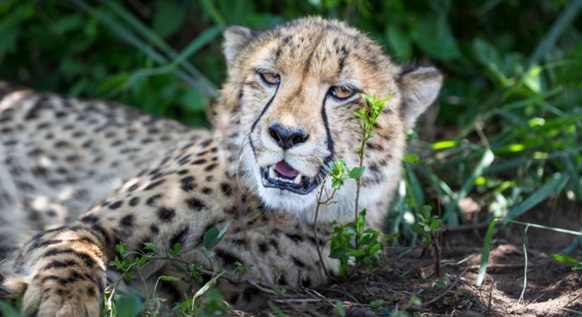 Titkos állatkertet számoltak fel Keszthelyen: lássuk, voltak-e zebrák a Balaton-parti dzsungelben  Videó