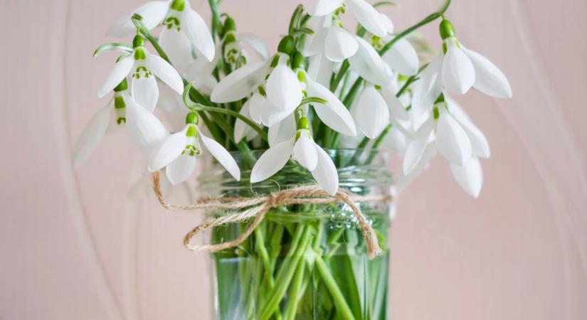 Egy feltétel, amivel nemcsak leszedheted, hanem még árusíthatod is a hóvirágot