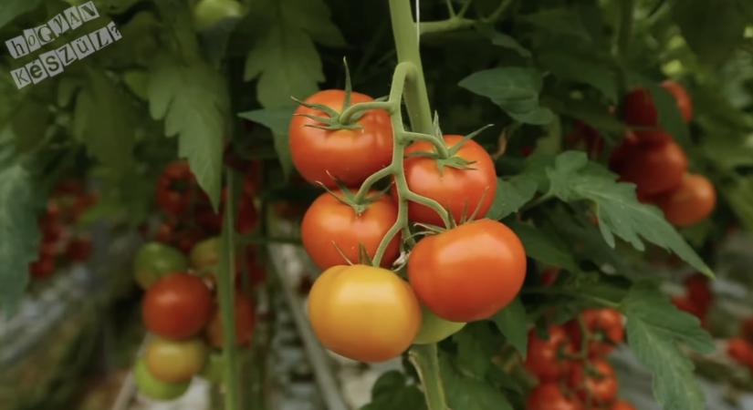 Az alföldi paprika és paradicsom útja a palántától a csomagolásig