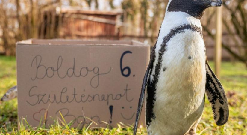 Születésnapját ünnepli Bán, a debreceni állatkert pingvinje