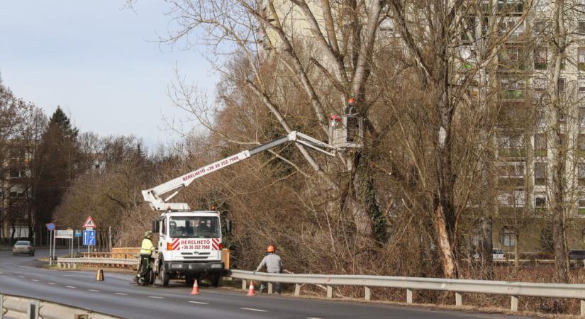 Megkezdték a fák metszését és a zöldterületek takarítását a városban