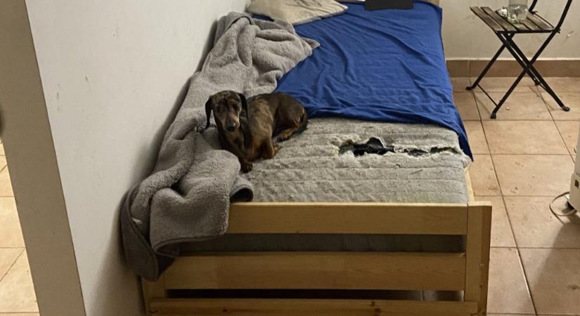 Videóhívásban verte agyba-főbe az éheztetett tacskóit, az egyik kutyának a koponyája a másiknak a lába tört el