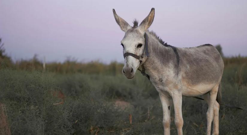 Ilyet még nem látott: szamárháton távozott a betörő – videón a röhejes akció